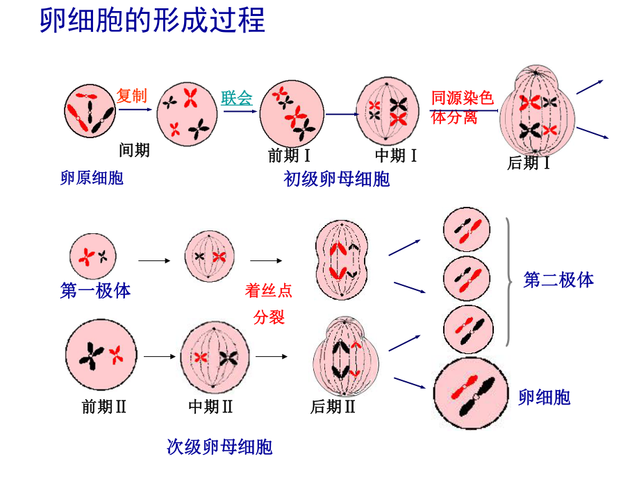 减数分裂过程图_第2页