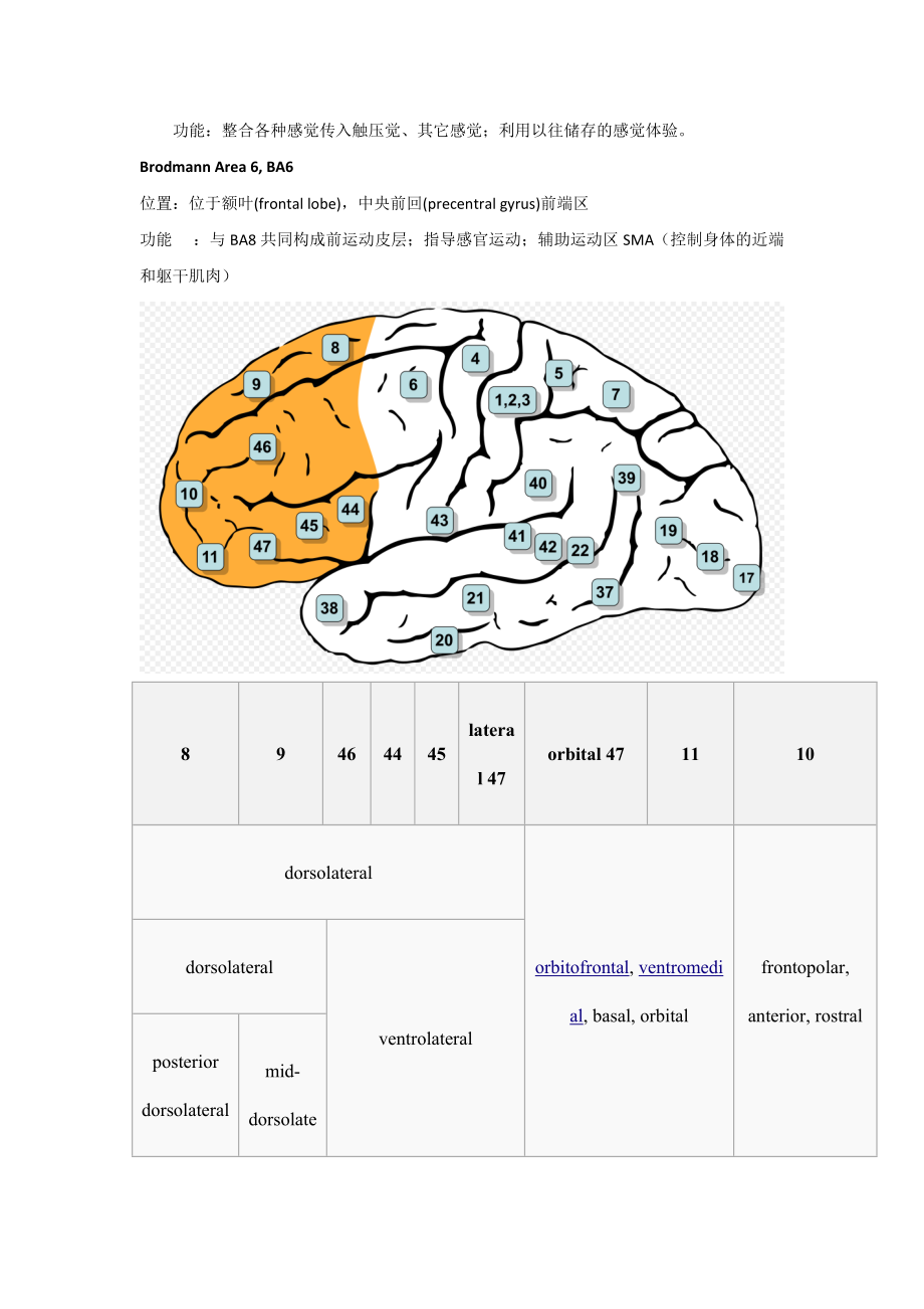 大脑的解剖结构和功能布鲁德曼分区