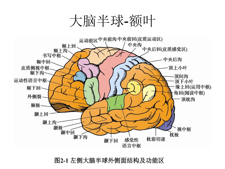 大脑额叶的功能定位