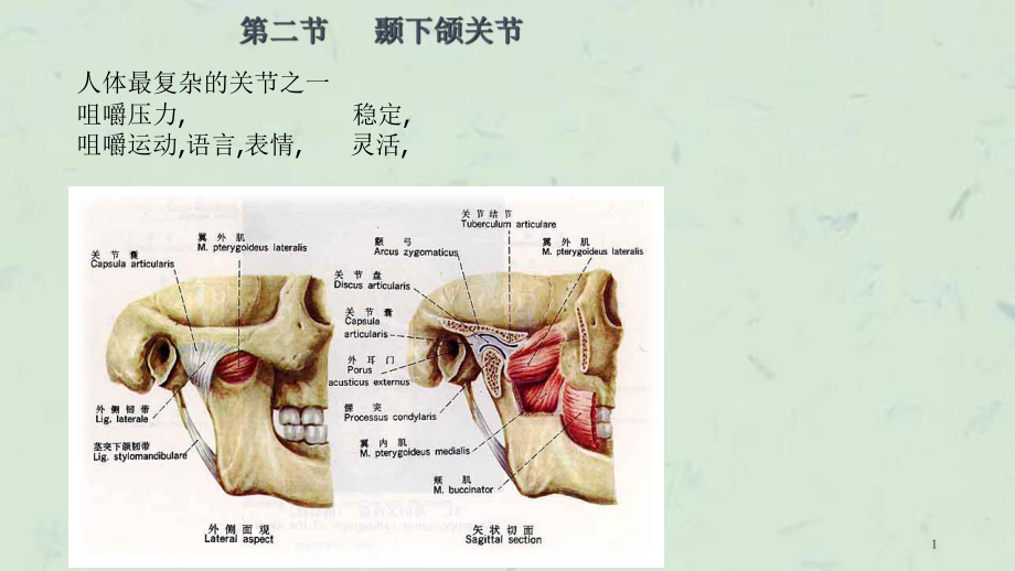 关于颞下颌关节解剖生理的若干争议课件