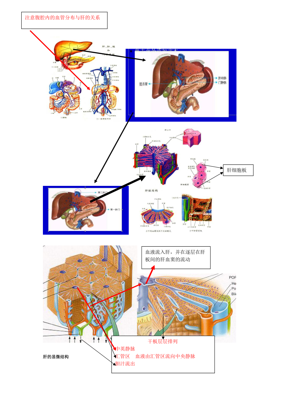 肝的显微结构,血液循环和分叶分段