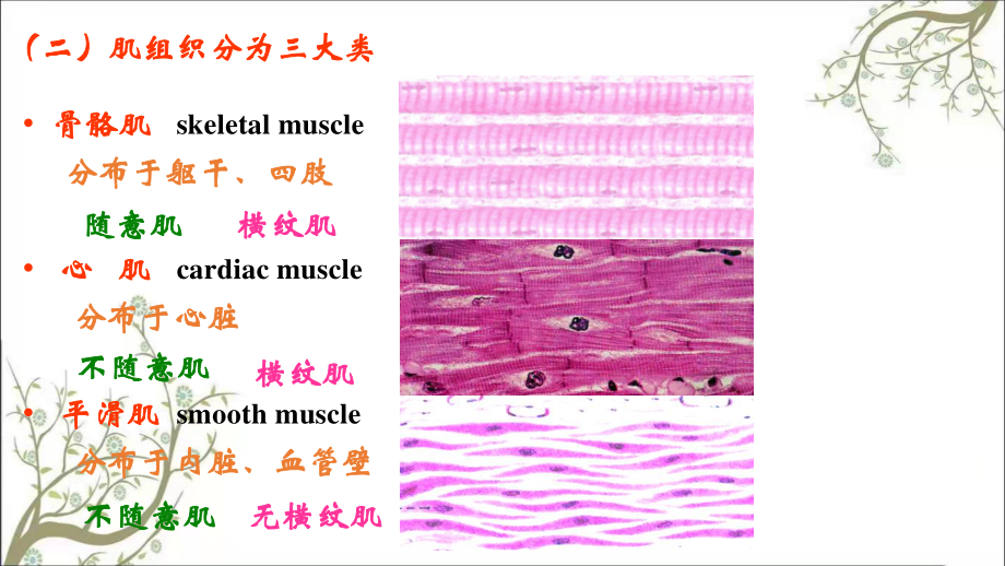 组织学与胚胎学3肌组织学生