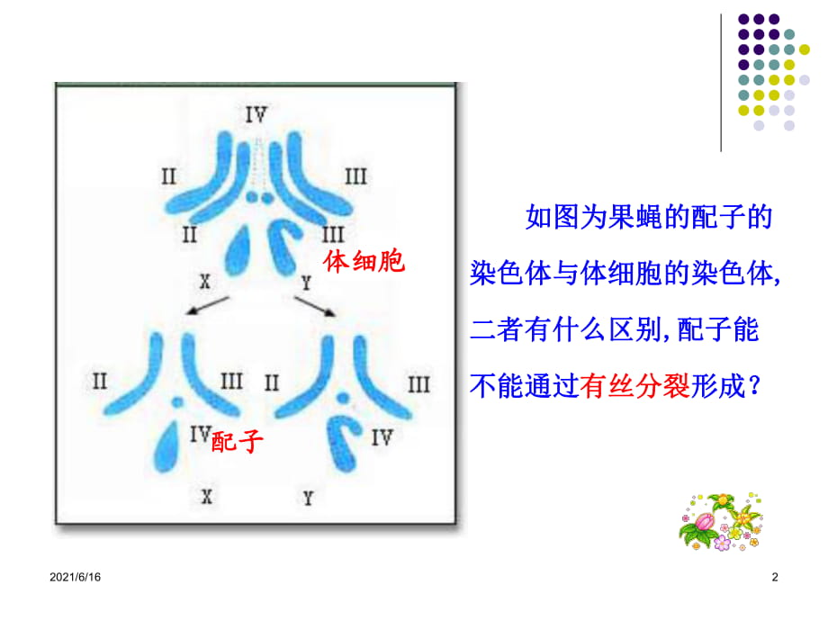 减数分裂(优质课)