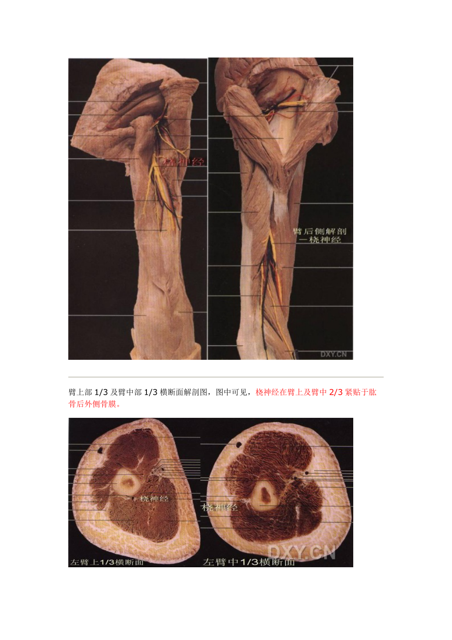 桡神经走行解剖图图图片