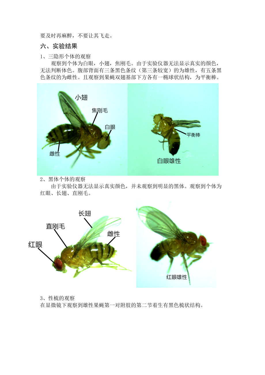 果蝇形态观察实验报告