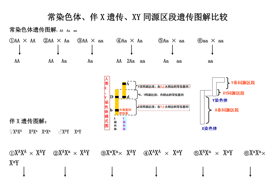 伴染色体遗传图解图片