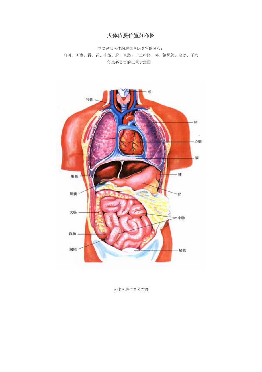 人体结构示意图