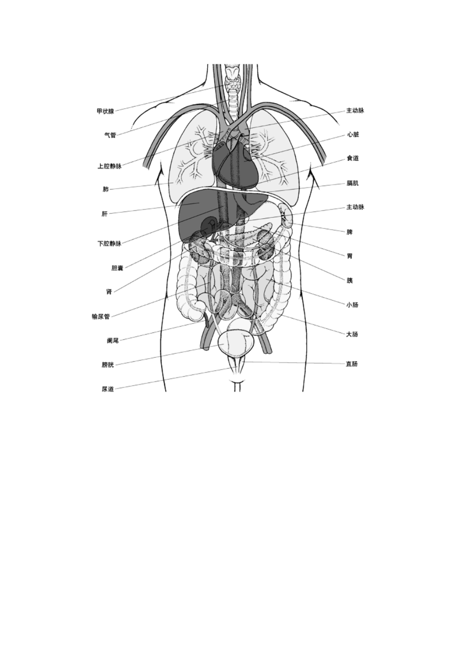 人体结构示意图