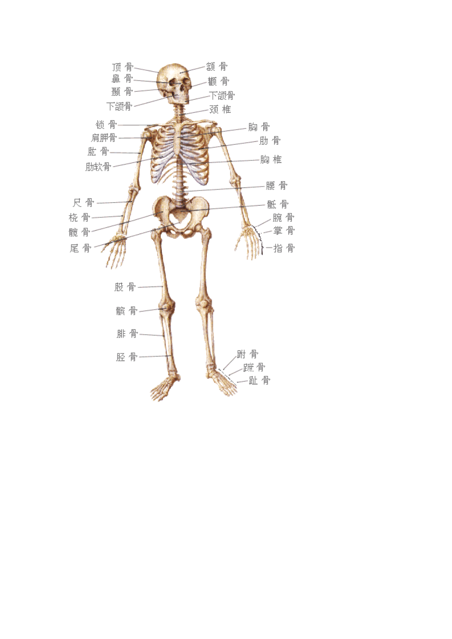 人体结构示意图