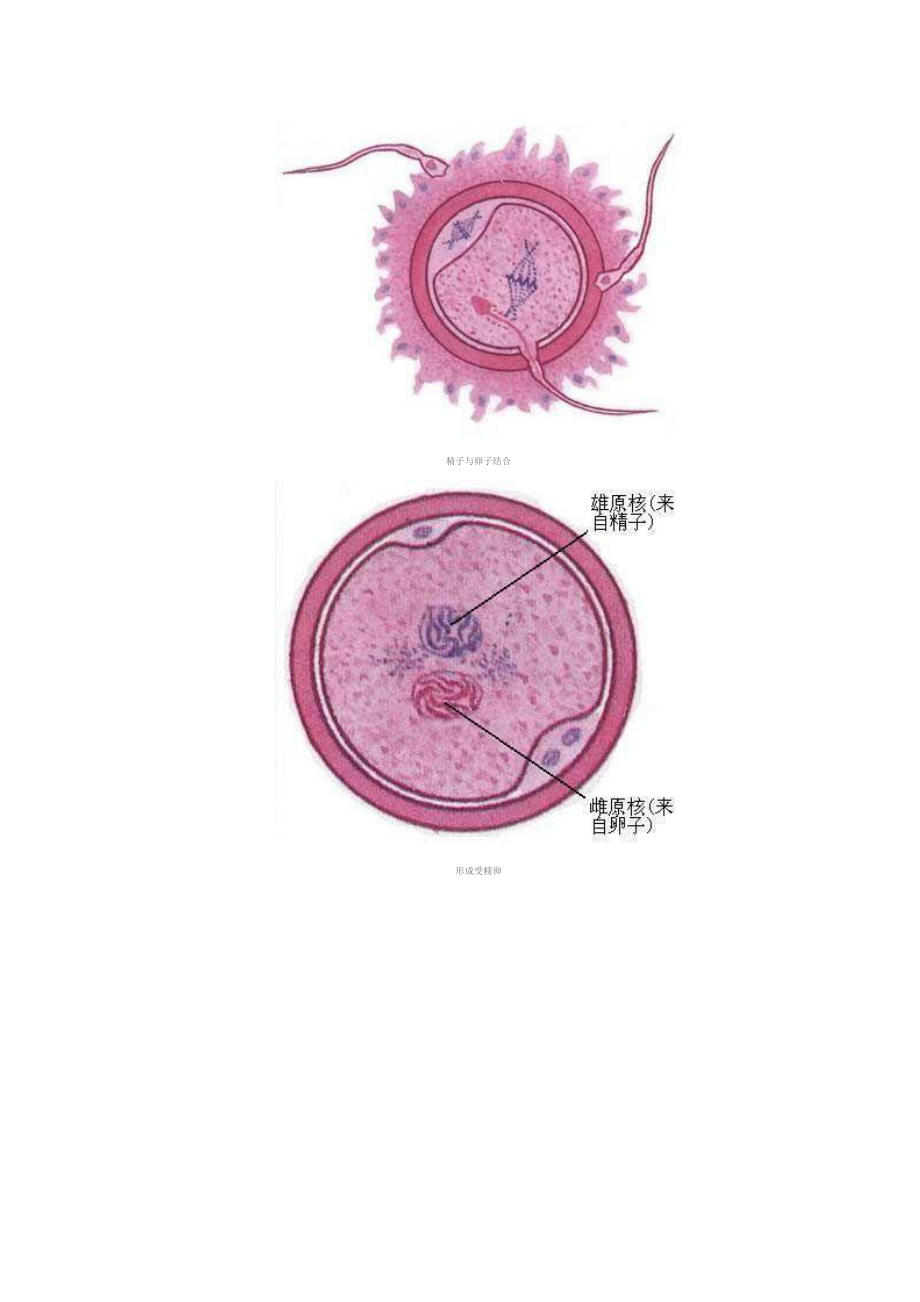 人体受孕全过程图解