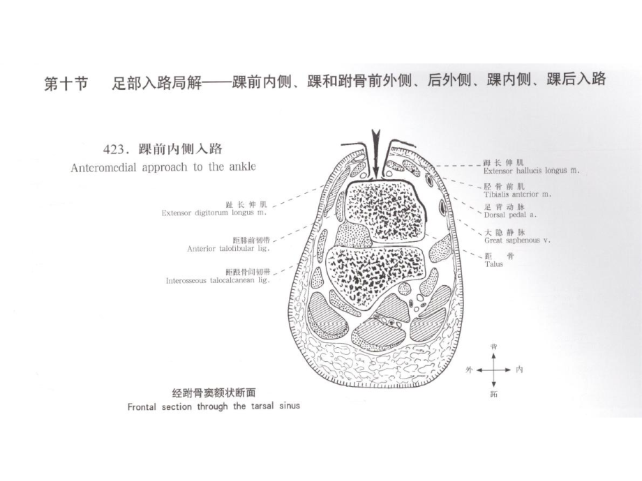 踝关节手术入路ppt课件_第1页