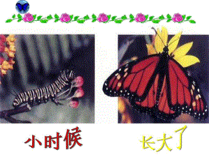 八年级生物第二节昆虫的生殖和发育课件人教版.ppt