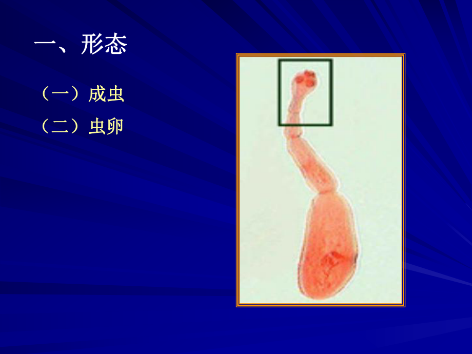 细粒棘球绦虫成虫图片图片