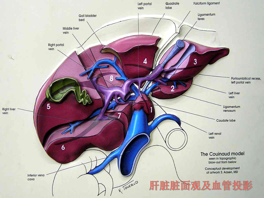 小鼠肝脏分叶解剖图图片