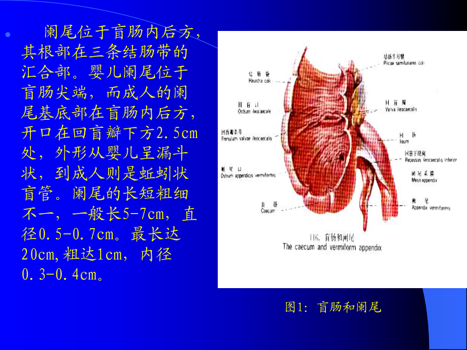 回盲瓣开口图片