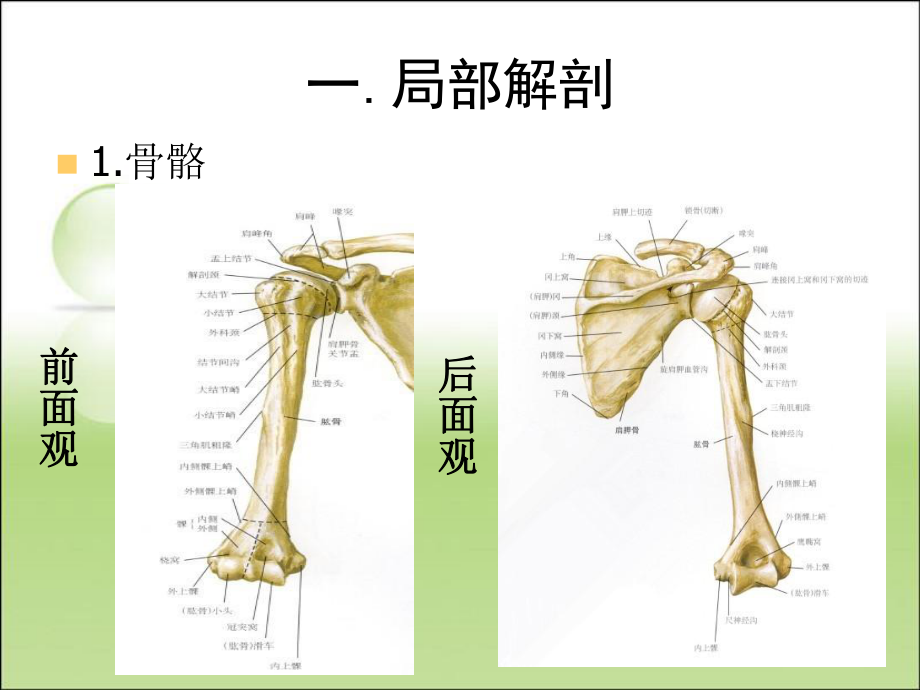 肱骨外科颈位置图片