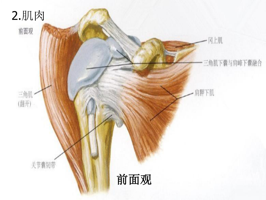 肱骨外科颈骨折