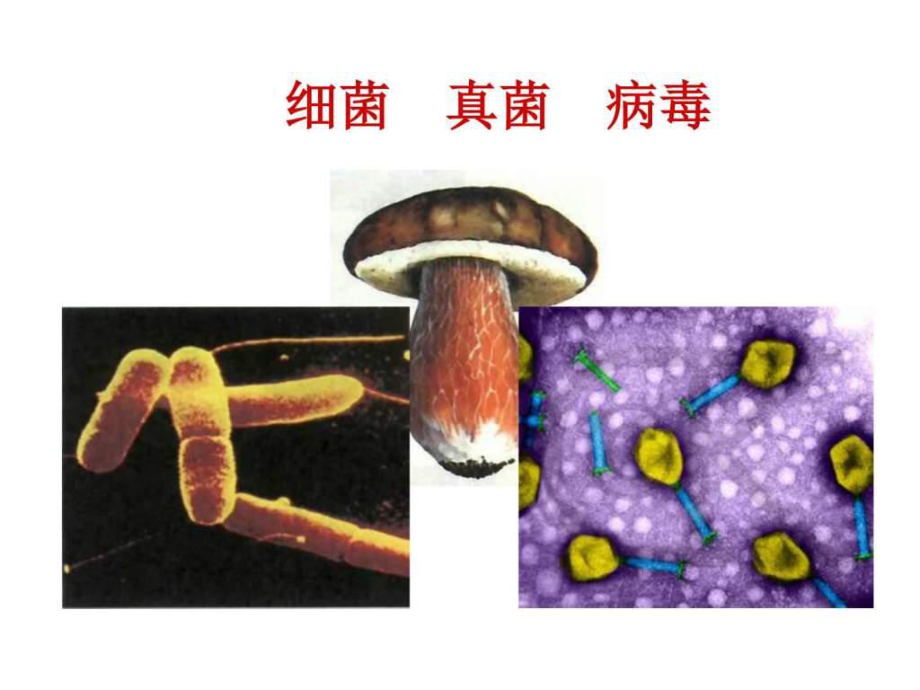 八年级生物细菌真菌初二生物精品中学ppt课件图文.ppt_第1页