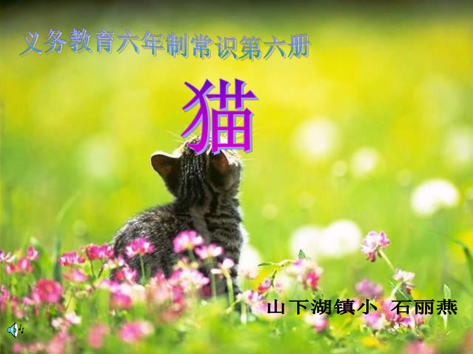 六年级常识猫_第1页