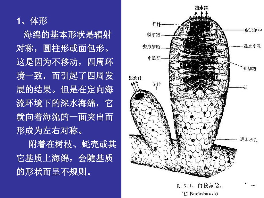 海绵动物结构图图片