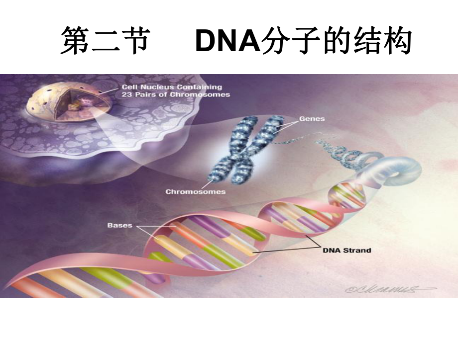 人教版教学课件湖南省醴陵二中生物必修二32DNA分子的结构课件_第1页
