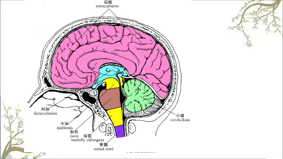 小脑间脑系统解剖学课件