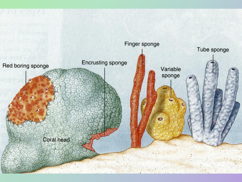 海绵动物结构图图片