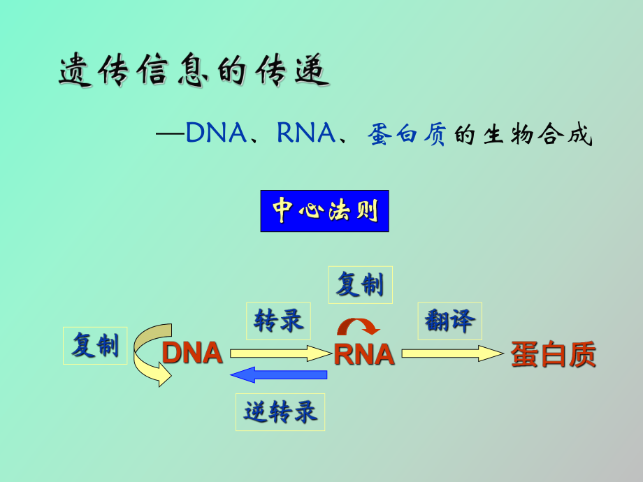 生物化学DNA复制转录翻译_第1页