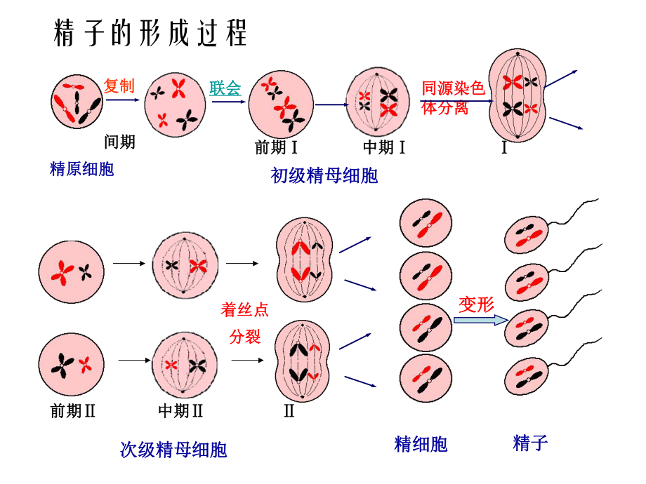 生物减数图解图片