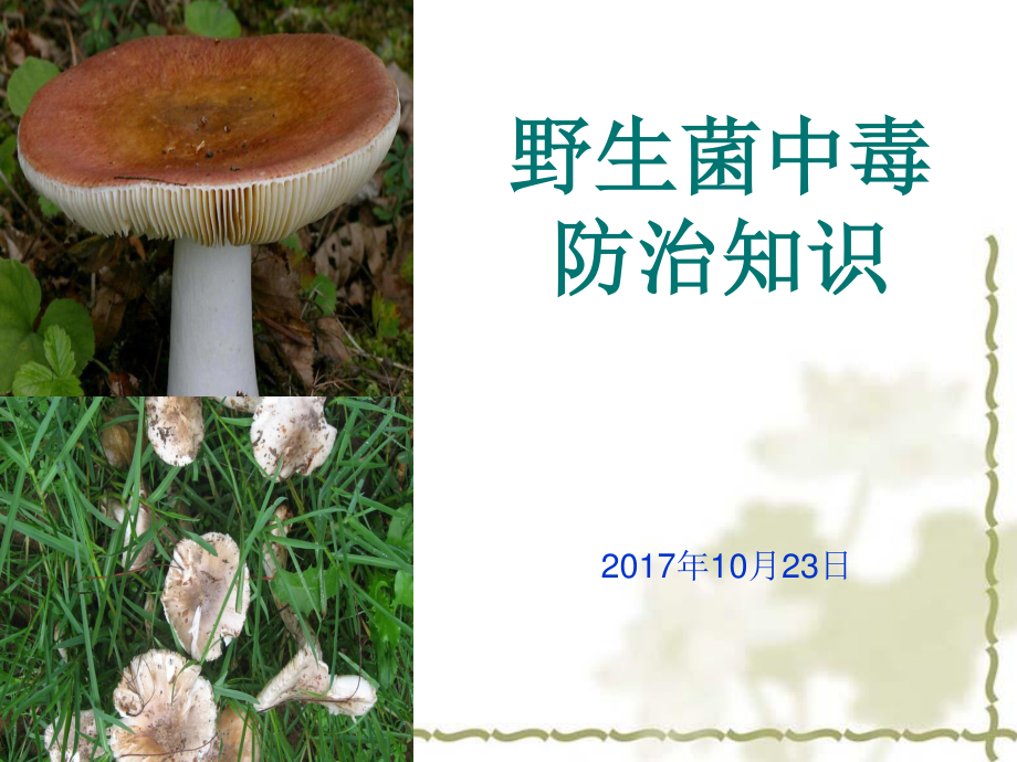 野生菌中毒預(yù)防知識_第1頁