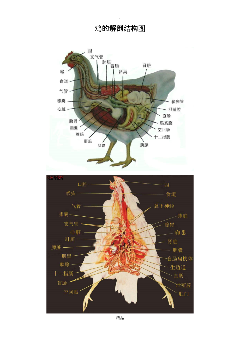 鸡的解剖结构图