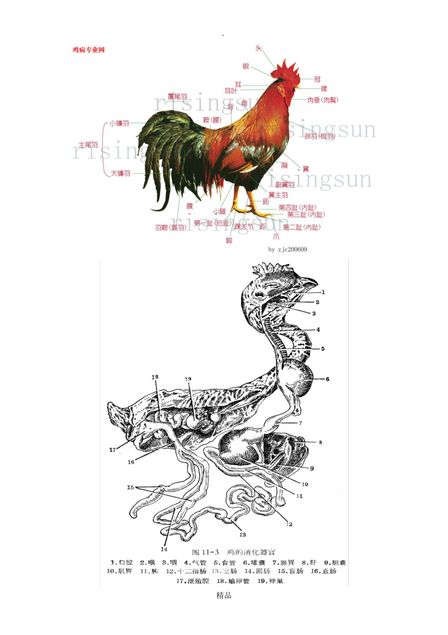 鸡的解剖图片