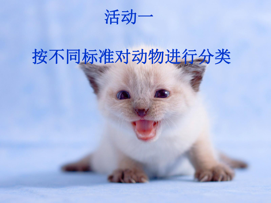 四年級科學(xué)按不同標(biāo)準(zhǔn)對動物的分類_第1頁