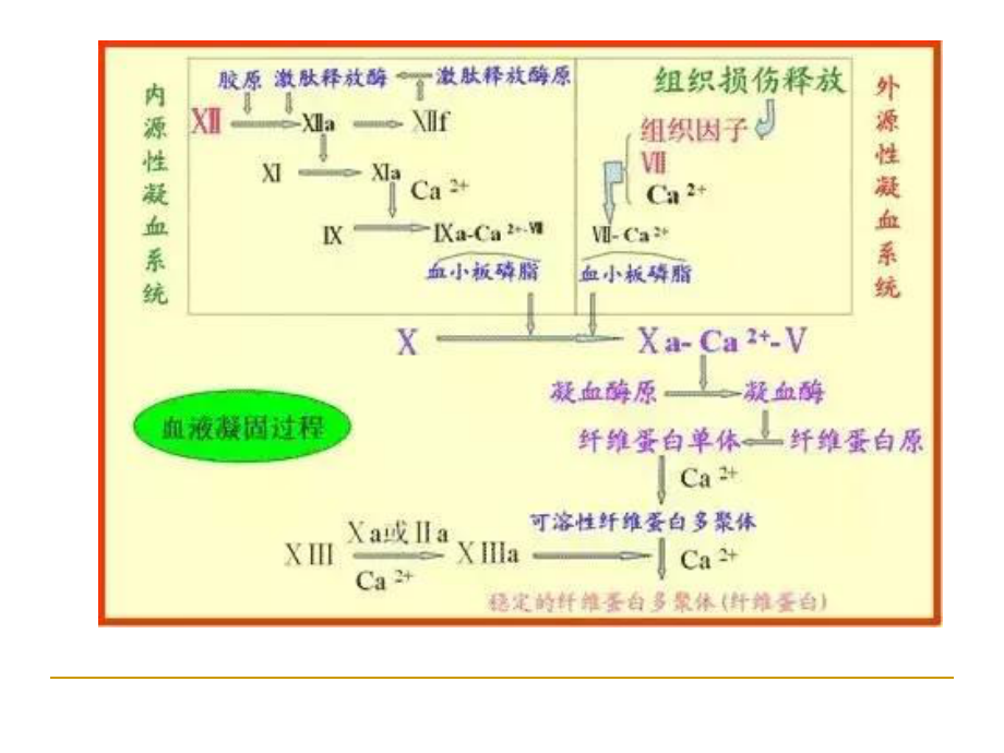 d二聚體的檢測及臨床應用