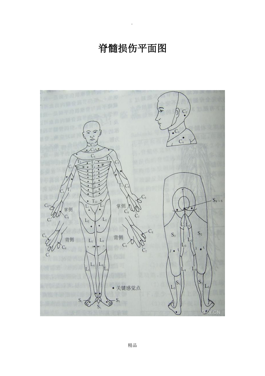 脊髓损伤平面图水平图_第1页