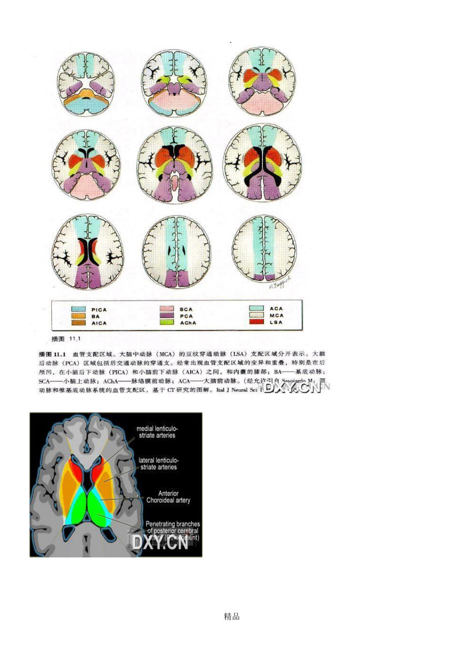 腦動脈的供血範圍