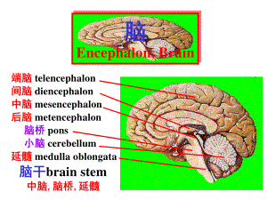 脑干内部结构脑神经非脑神经核团