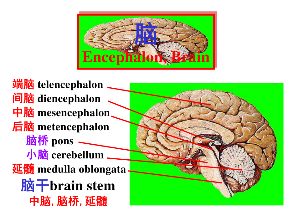 脑干内部结构脑神经非脑神经核团_第1页
