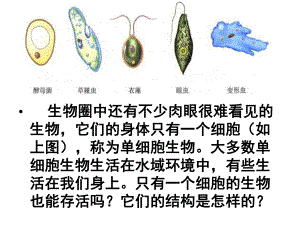 單細(xì)胞生物體1