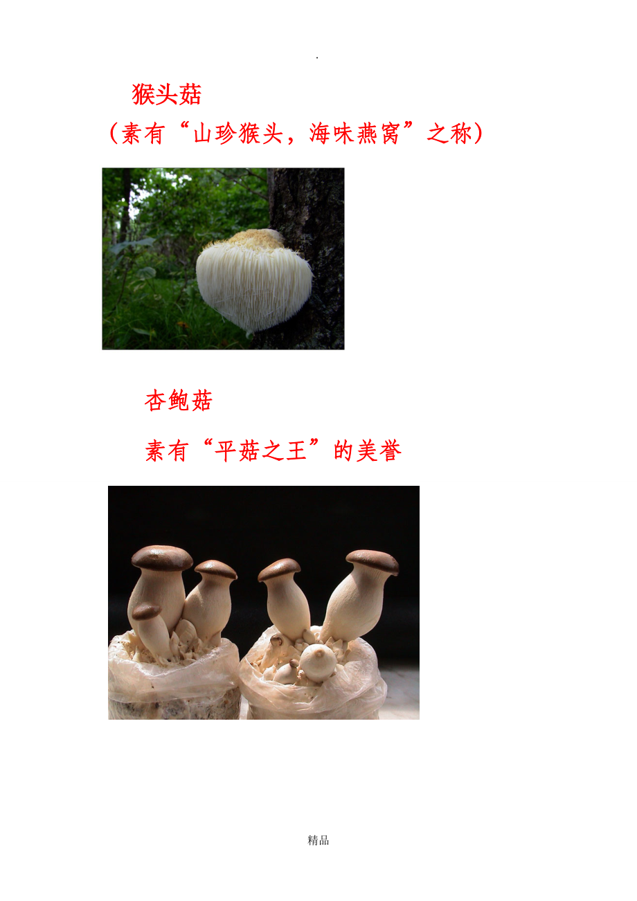 各类菌菇品种