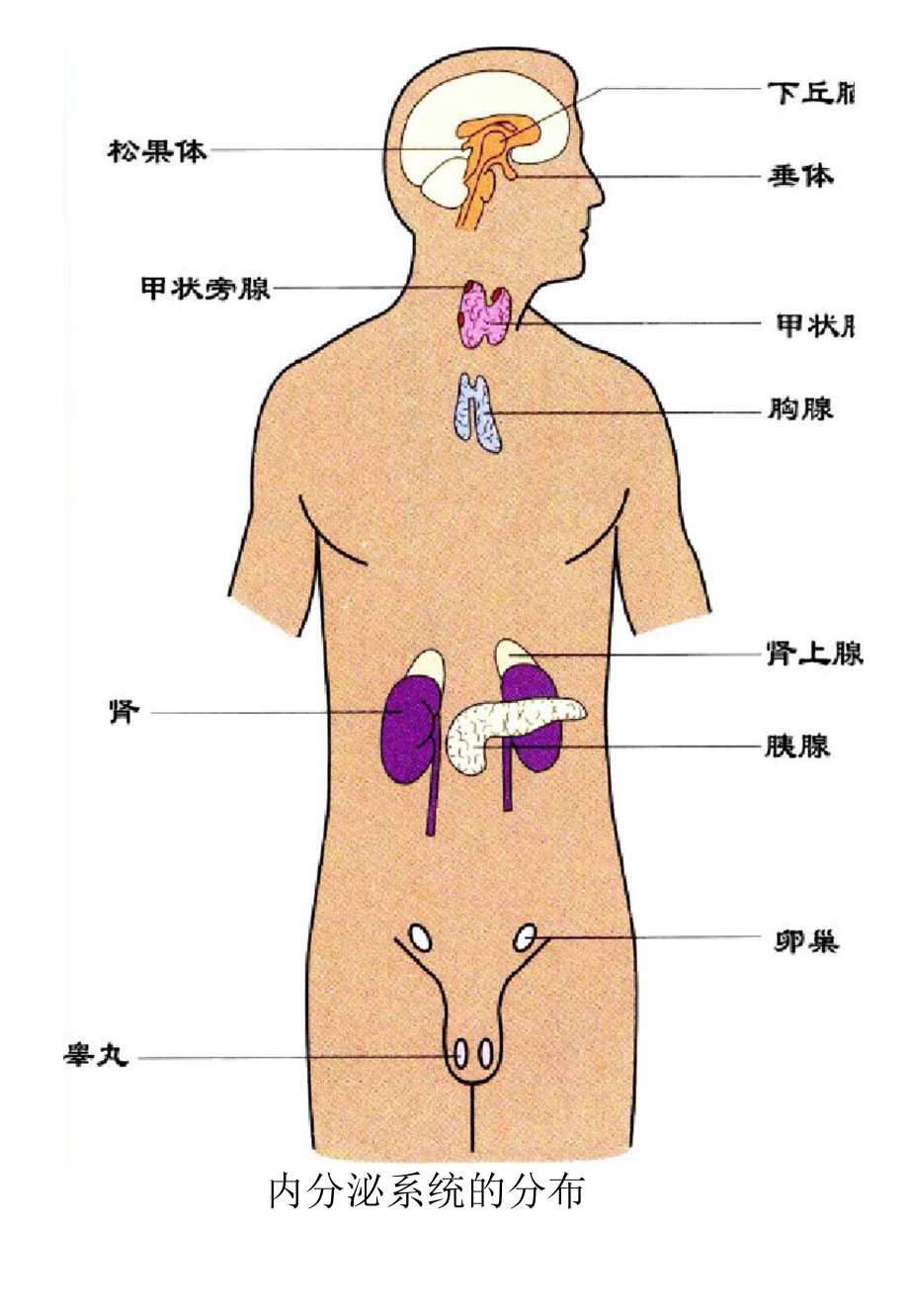 女性人体解剖生理学图片