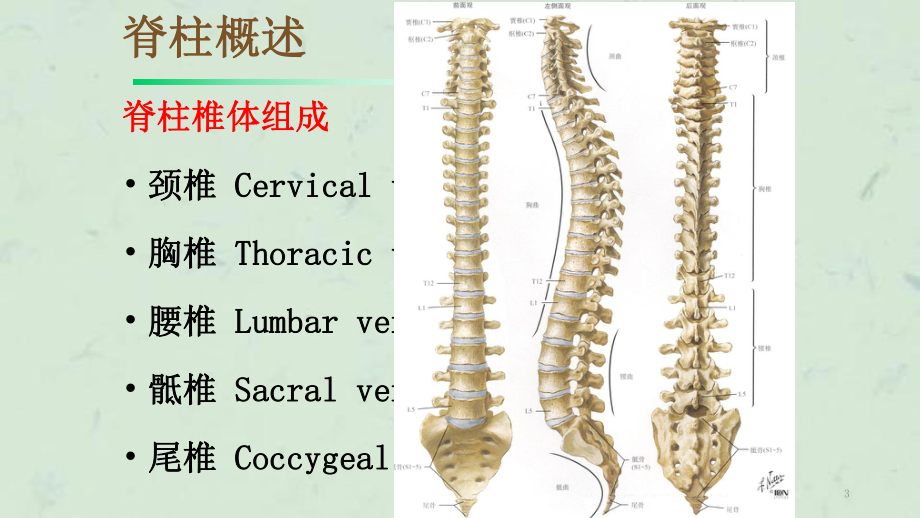 体格检查脊柱课件