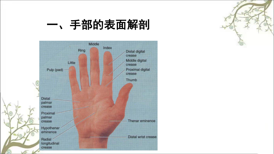 手指皮肤解剖图及名称图片