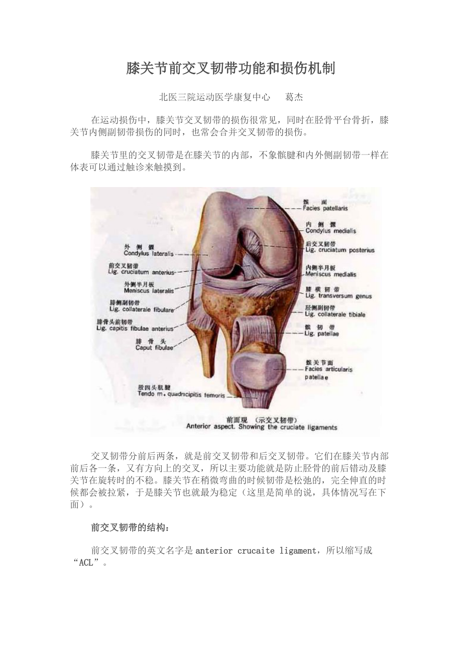 前交叉韧带功能和损伤机制