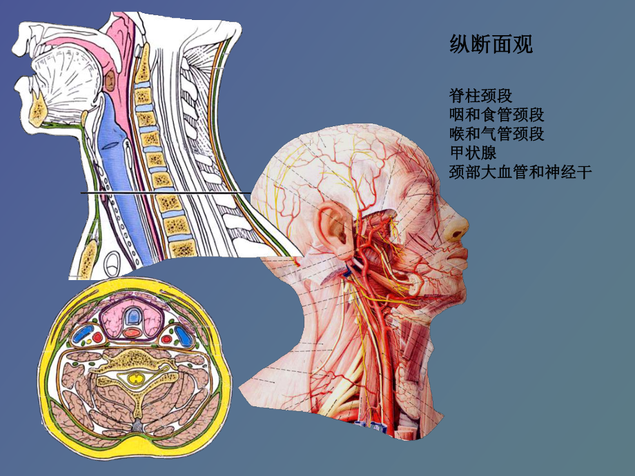 脖子器官位置图解图片