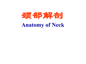 局部解剖学：5-颈部解剖