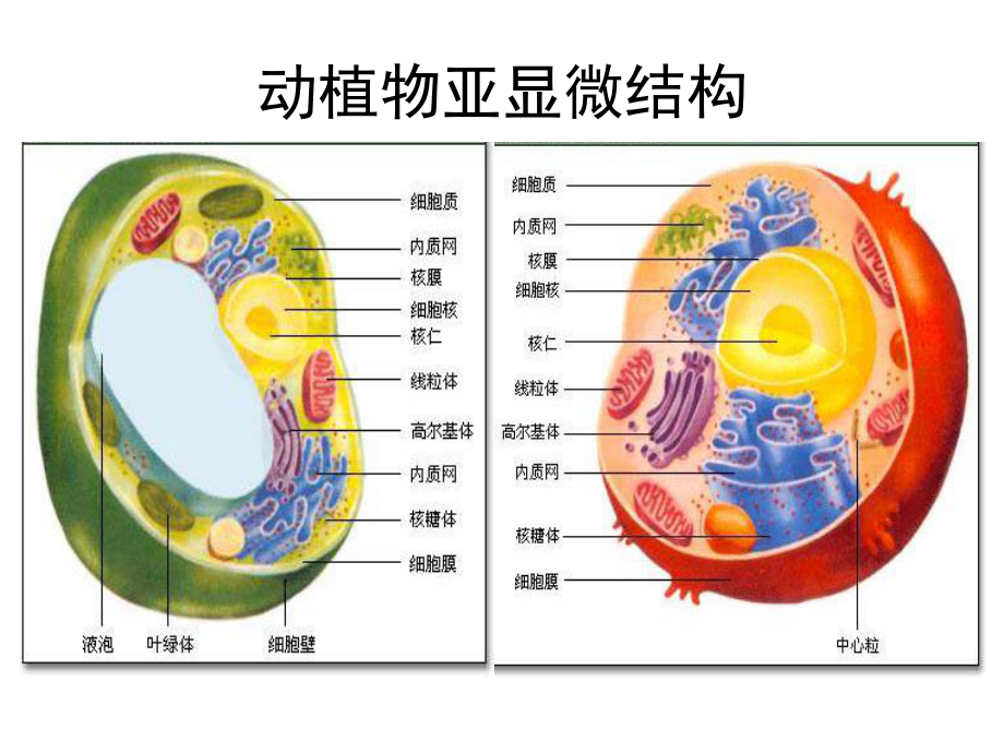 细胞质动植物亚显微结构