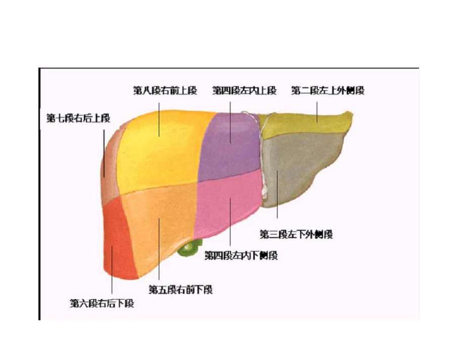 肝右叶分段图片