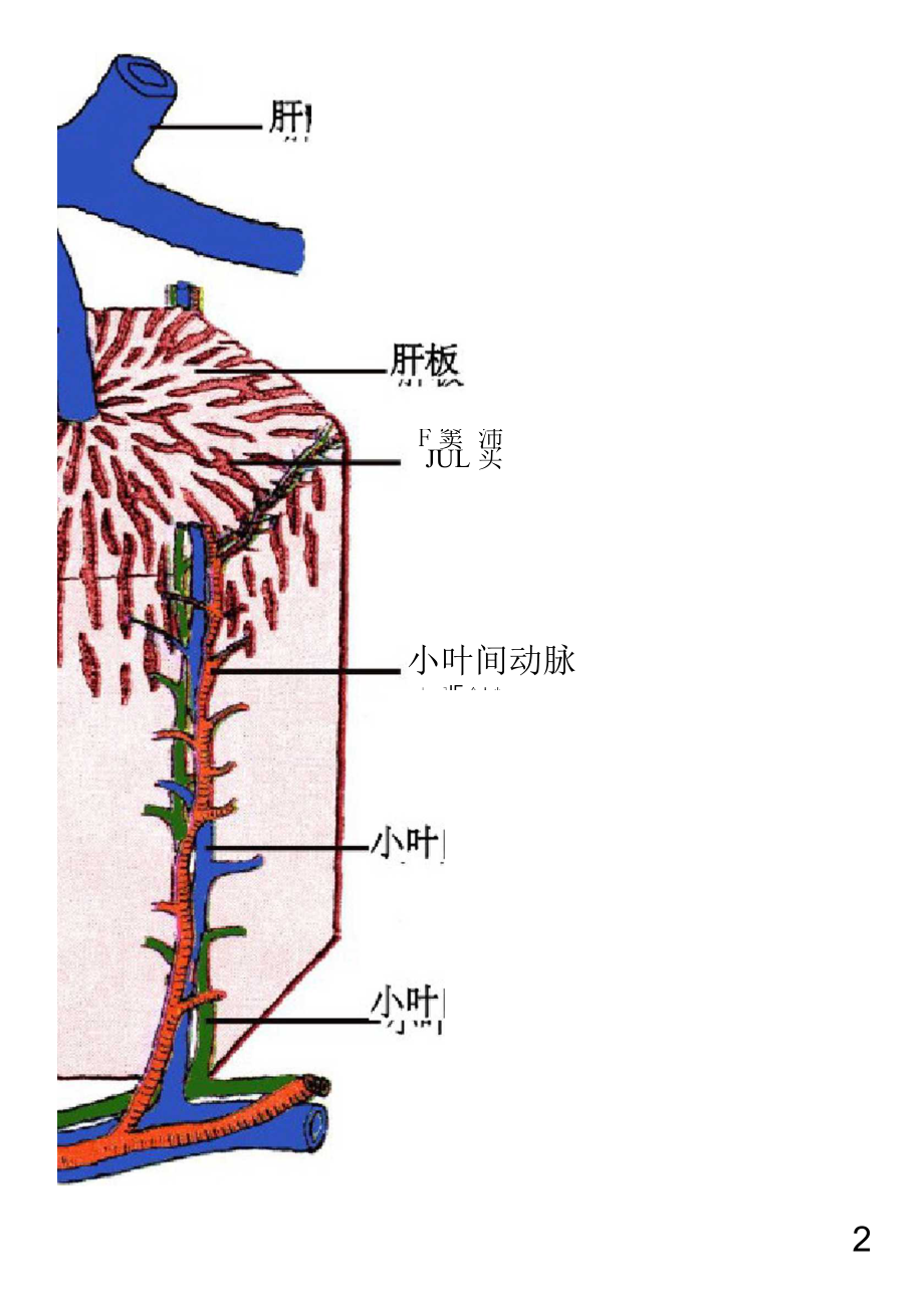 肝血液循环途径图解图片