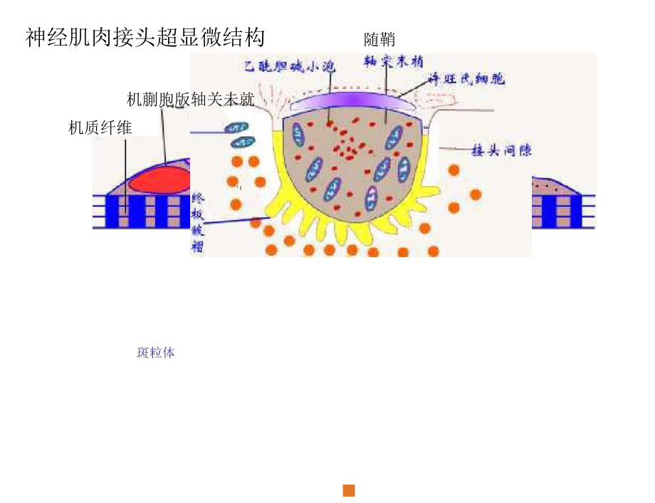 神经肌肉接头处的图片